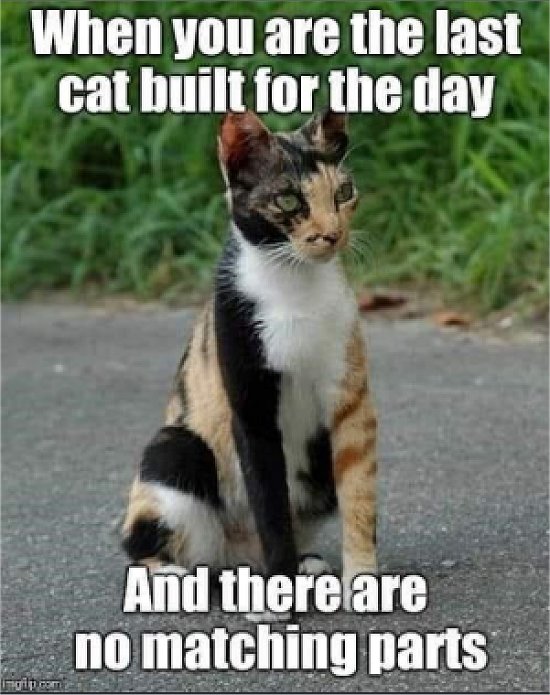caturday parts majorgeeks.jpg
